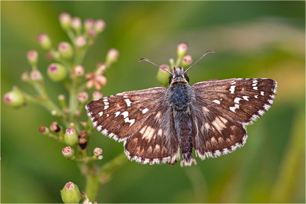 Pyrgus cirsii