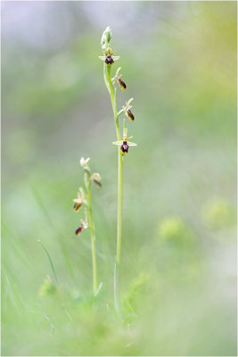 Ophrys x apicula (Ophrys insectifera x ophrys araneola)