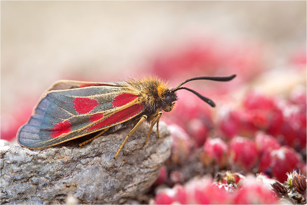 Alpen-Widderchen (Zygaena exulans), Weibchen, Italien, Region Aostatal, 2000m