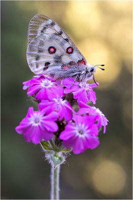 Roter Apollo (Parnassius apollo testoutensis), Frankreich, Dep. Savoie