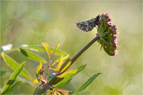Kleiner Südlicher Würfel-Dickkopffalter (Pyrgus malvoides), Schweiz, Wallis
