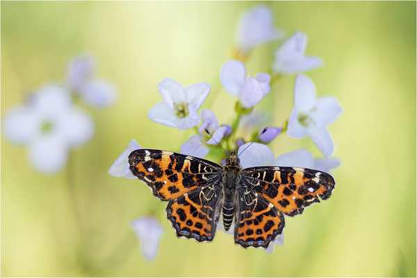 Landkärtchen (Araschnia levana), Frühjahrsform, Deutschland, Baden-Württemberg