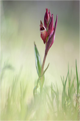 Pflugschar-Zungenstendel (Serapias vomeracea), Frankreich, Var