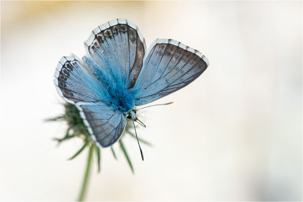 Silbergrüner Bläuling (Polyommatus coridon), Männchen, Frankreich, Alpes-de-Haute-Provence