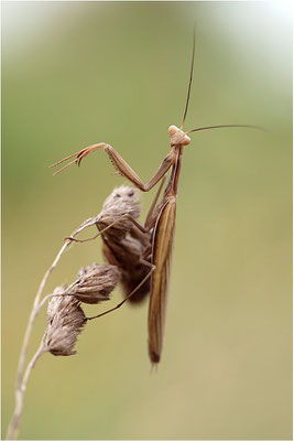 Europäische Gottesanbeterin (Mantis religiosa), Männchen, Deutschland, Baden-Württemberg