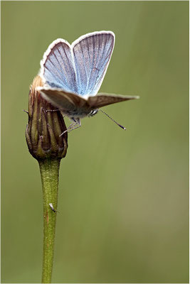 Großer Esparsetten-Bläuling (Polyommatus damon), Männchen, Schweiz, Kanton Bern