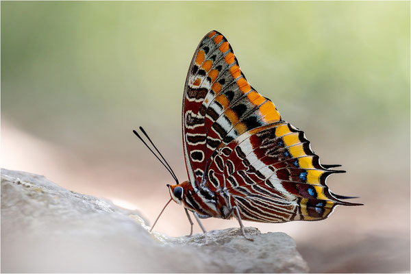 Erdbeerbaumfalter (Charaxes jasius), Frankreich, Ardèche