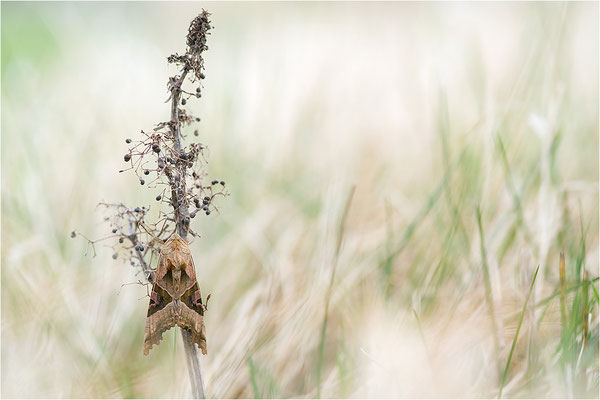 Achateule (Phlogophora meticulosa), Deutschland, Mecklenburg-Vorpommern