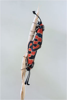 Bergkronwicken-Widderchen (Zygaena fausta), Paarung, Frankreich, Drôme
