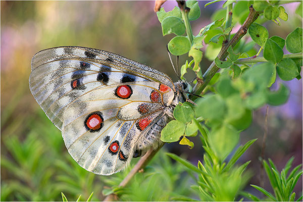 Roter Apollo (Parnassius apollo venaissimus), Frankreich, Dep. Vaucluse