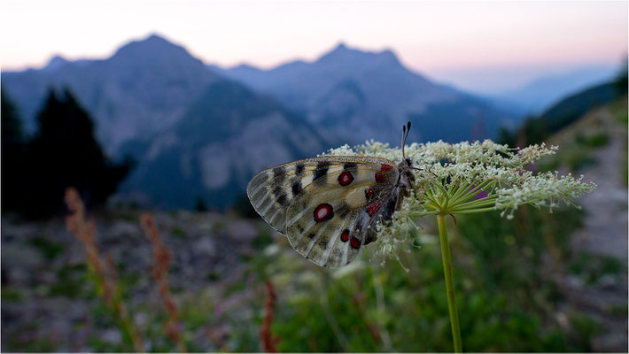 Roter Apollo (Parnassius apollo provincialis), Frankreich, Dep. Alpes-Maritimes