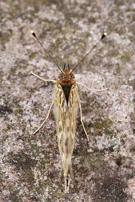 Distelfalter (Vanessa cardui), Deutschland, Baden-Württemberg