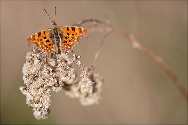 C-Falter (Polygonia c-album), Deutschland, Baden-Württemberg