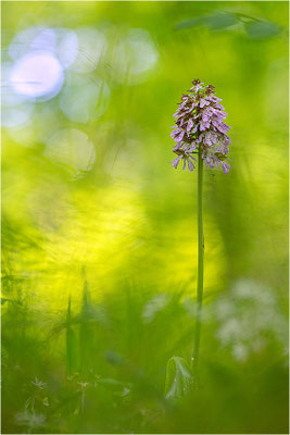 Purpur-Knabenkraut (Orchis purpurea), Deutschland, Baden-Württemberg