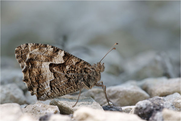Kleiner Waldportier (Hipparchia alcyone), Frankreich, Drôme