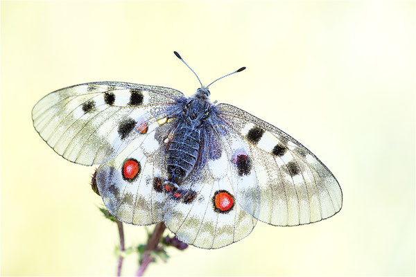 Roter Apollo (Parnassius apollo pedemontanus), Italien, Region Aostatal, 2.100m