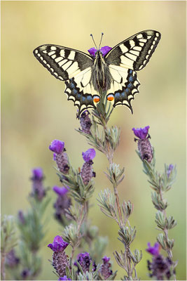 Schwalbenschwanz (Papilio machaon), Frankreich, Dep. Var