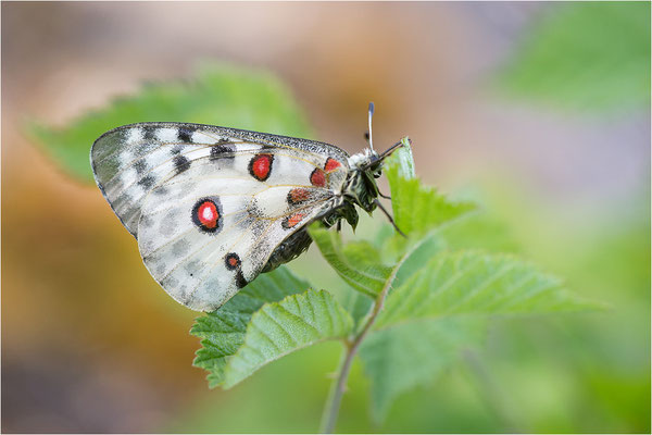 Roter Apollo (Parnassius apollo linnei), Schweden, Gotland