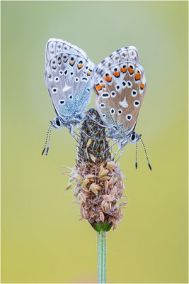Himmelblauer Bläuling (Polyommatus bellargus), Deutschland, Baden-Württemberg