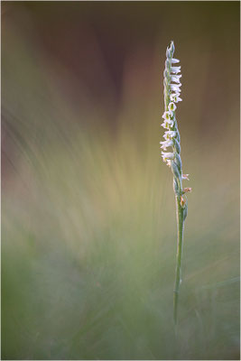 Herbst-Drehwurz (Spiranthes spiralis), Frankreich, Alsace