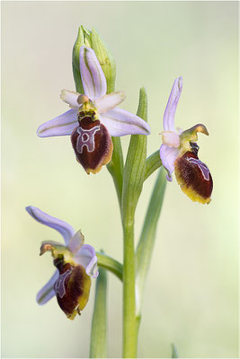 Ophrys splendida, Var