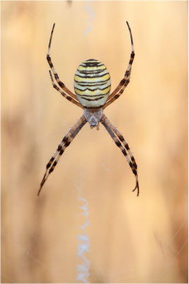 Wespenspinne (Argiope bruennichi), Weibchen, Deutschland, Baden-Württemberg