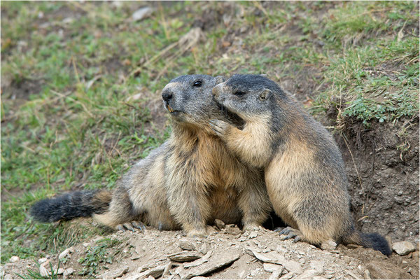 Alpenmurmeltier (Marmota marmota), Frankreich, Dep. Savoie