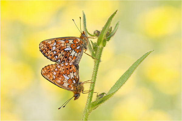 Veilchen-Perlmuttfalter (Boloria euphrosyne), Paarung, Italien, Region Aostatal, 1600m