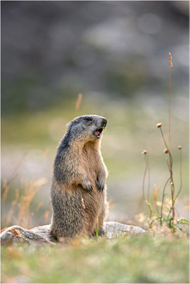 Alpenmurmeltier (Marmota marmota), Frankreich, Dep. Savoie