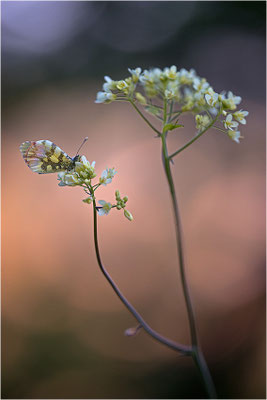 Gelber Aurorafalter (Anthocharis euphenoides), Weibchen, Frankreich, Ardèche