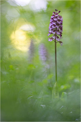 Purpur-Knabenkraut (Orchis purpurea), Deutschland, Baden-Württemberg