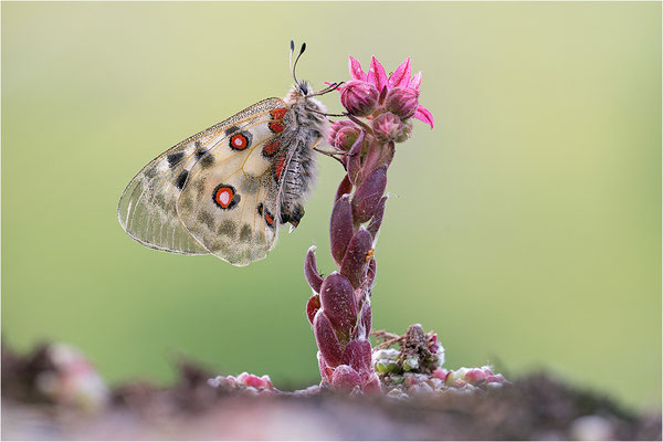 Roter Apollo (Parnassius apollo valdierensis), Italien, Piemont