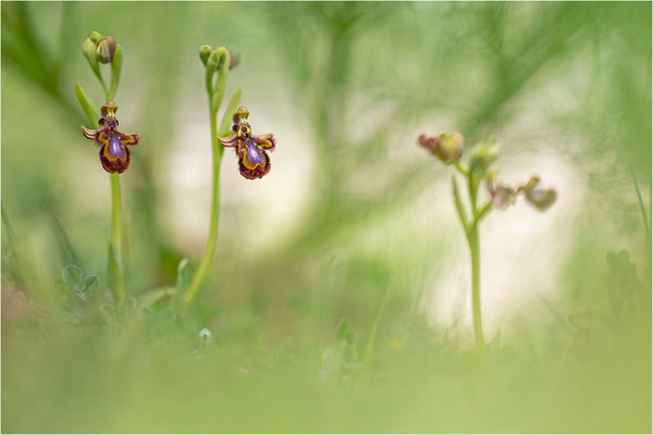 Spiegel-Ragwurz (Ophrys speculum)