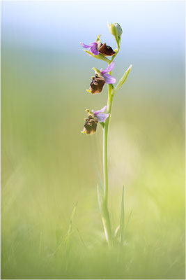 Ophrys fuciflora