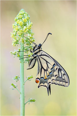 Schwalbenschwanz (Papilio machaon), Deutschland, Baden-Württemberg