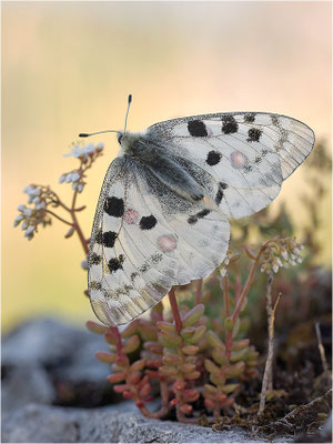 Roter Apollo (Parnassius apollo nivatus), Frankreich, Jura