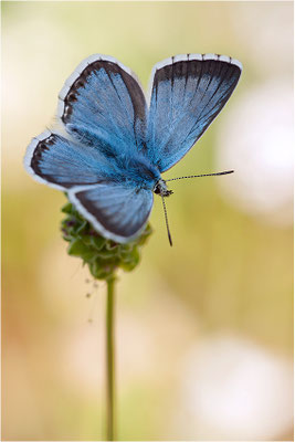 Silbergrüner Bläuling (Polyommatus coridon), Männchen, Schweiz, Wallis