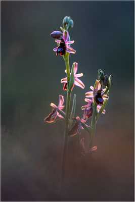 Drôme-Ragwurz (Ophrys drumana), Frankreich, Dep. Isere