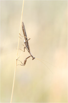 Graue Fangschrecke (Ameles decolor), Männchen, Frankreich, Ardéche