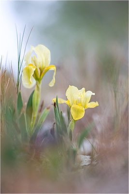 Gelbliche Schwertlilie (Iris lutescens), Aude, Frankreich