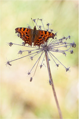 C-Falter (Polygonia c-album), Deutschland, Baden-Württemberg