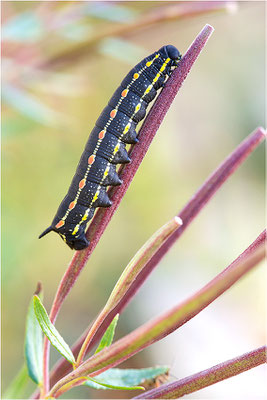 Labkrautschwärmer (Hyles gallii)