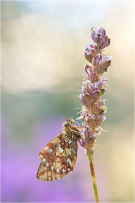Hochalpen-Perlmuttfalter (Boloria pales), Italien, Region Aostatal, 2000m