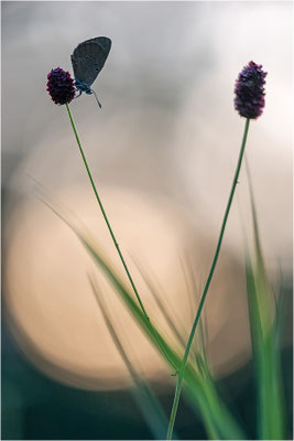 Dunkler Wiesenknopf-Ameisenbläuling (Phengaris nausithous), Deutschland, Baden-Württemberg