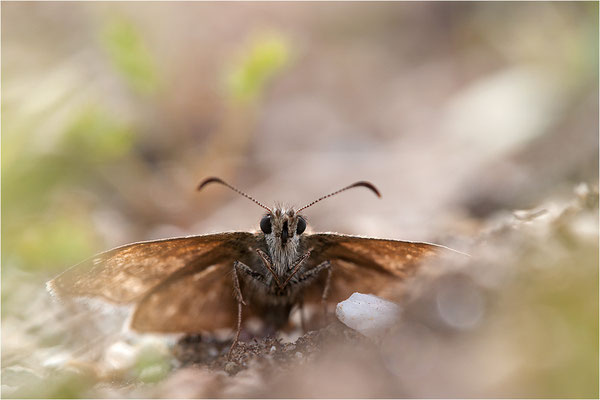 Dunkler Dickopffalter (Erynnis tages), Deutschland, Baden-Württemberg