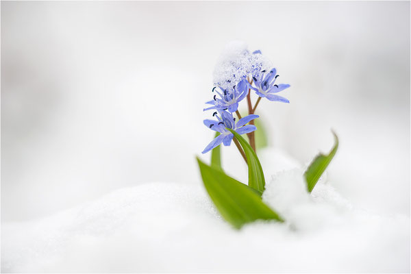 Zweiblättriger Blaustern (Scilla bifolia), Deutschland, Baden-Württemberg