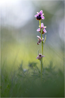 Ophrys aveyronensis