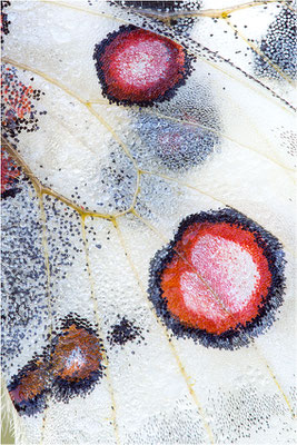 lithographicus