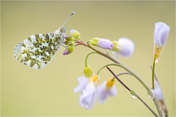 Aurorafalter (Anthocharis cardamines), Weibchen, Deutschland, Baden-Württemberg