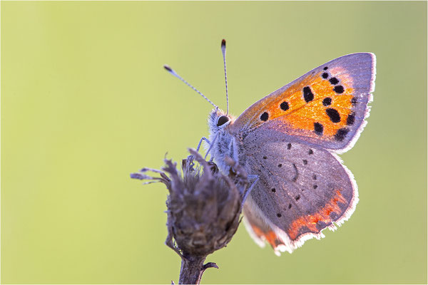 Kleiner Feuerfalter (Lycaena phlaeas), Deutschland, Baden-Württemberg